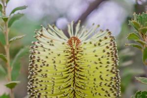 close up of Banksia tree flower in the garden photo