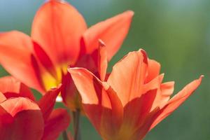 beautiful background of red blooming tulips photo