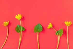 Ficaria verna on red background, first spring flower, colorful pattern photo