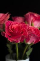 rosas rosadas en un jarrón blanco sobre fondo negro foto