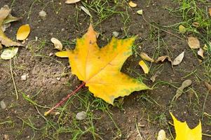 Autumn golden orange maple leaf lying on the ground photo