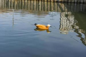 pato salvaje en el estanque de la ciudad foto