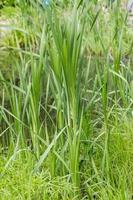 Bulrush plant near the pond photo