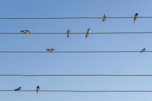 bandada de golondrinas en los cables foto