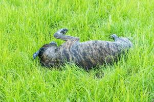 tiger german boxer rolling in green grass in park photo