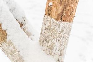 closeup of wooden posts covered with snow photo