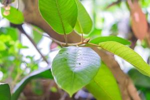 tropic tree close up, branch with green leaves photo