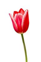 red tulip isolated on white photo