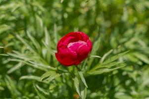 Red peony on green background photo