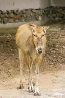 female Red deer in zoo photo