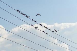 bandada de golondrinas sentadas en cables eléctricos foto