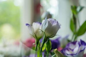 primer plano de eustoma. enfoque suave foto