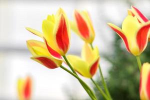 yellow abd red blooming tulips photo