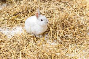 white cute rabbit with long ears and fluffy fur coat sitting in natural hay photo