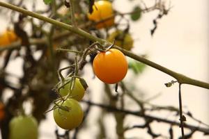 rica cosecha de tomate cherry en el jardín de la granja colectiva. foto