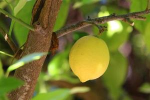 Fruits of citrus trees in the city park. photo