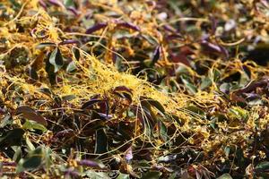 Dodder is a genus of parasitic plants in the bindweed family. photo