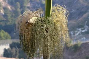 una palmera alta en un parque de la ciudad en el norte de israel. foto