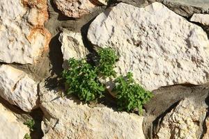 Green plants and flowers grow on stones photo