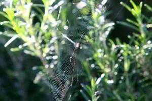 Spider webs - cobwebs on branches and leaves of trees in a city park. photo