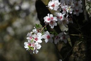 Almond blossoms in a city park in Israel. photo