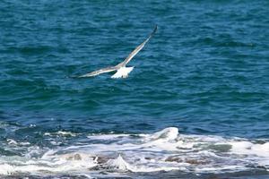 Coast of the Mediterranean Sea in northern Israel. photo