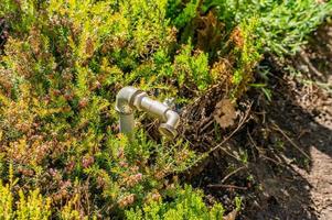 Watering cock in the garden photo