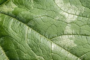 leaf closeup background texture photo
