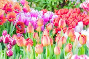 blooming field of colorful tulips, close up photo