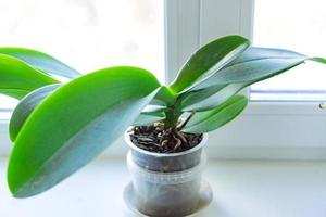 orchid flower with green leaves in transparent pot on window sill photo