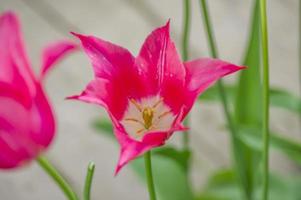 Close up of china pink tulip photo