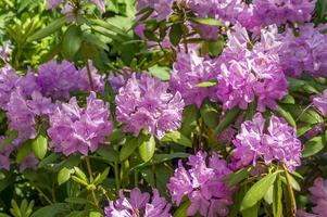 Violet flowers of Rhododendron. Evergreen shrub.