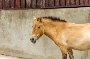 caballo przewalski en el zoológico. caballo asiático salvaje equus ferus przewalskii foto