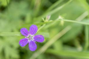 Alpine Wood Cranesbill geranium sylvaticum  spring flower. photo