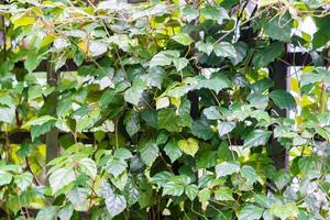 Virginia creeper. climbing plant on the wall photo