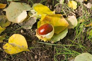 hojas de otoño y castañas en el suelo foto