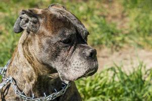 portrait of german boxer on the grass background photo