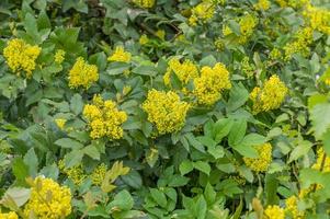 Bushes with yellow flowers photo