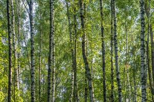 Birch trees against blue sky. Forest in a sunny sunner day. photo