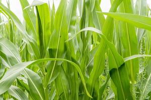 closeup of growing corn photo