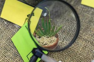 beautiful orchd flower through magnifier photo