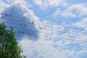 flock of swallows sitting on wires against blue sky photo