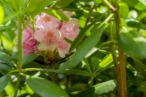 Pink Rhododendron. Evegreen shrub.