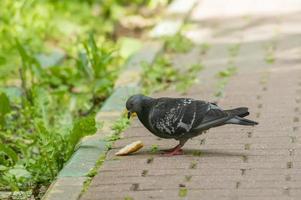 grey pigeon is ready to eat bread on pavement photo