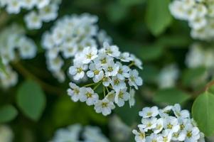 primer plano de pequeñas flores blancas en bush. fondo floral foto