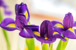 bouguet of three dark purple iris flowers photo