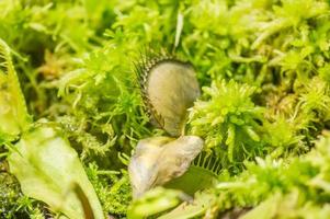 dionaea muscipula en el fondo de la naturaleza. foto