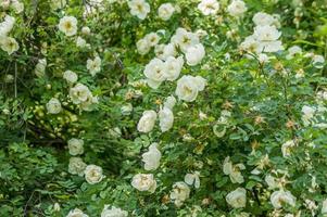 wild rose blooming bush in the city park photo