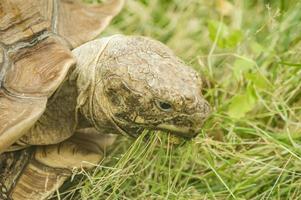 Turtle tortoise, Testudinidae, Testudines eating green grass outdoors photo