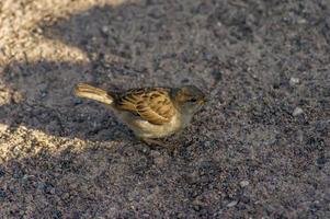 loseup of a sparrow on a ground photo